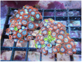 New corals are in stock at Milwaukee Aquatics.