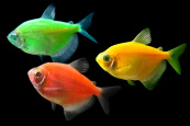 GloFish Tetras are in stock at Milwaukee Aquatics.
