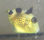 Blue triggerfish (Blue-lined) in stock and on sale at Milwaukee Aquatics for $70