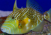Gold Heart Triggerfish 
