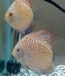 We have a nice variety of discus in stock.  They have been here for a few weeks and are doing great.
