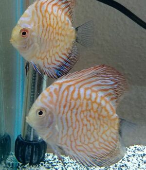 We have a nice variety of discus in stock.  They have been here for a few weeks and are doing great.